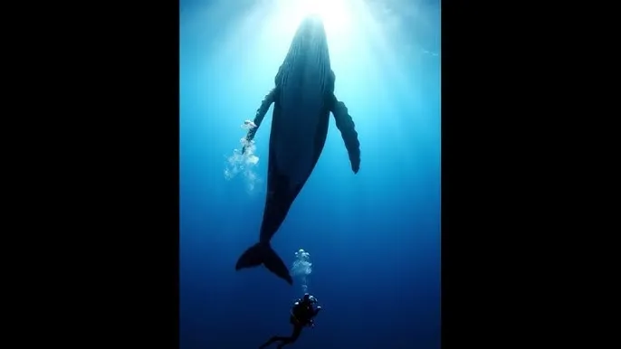 终极笔记电视剧免费观看超清 - 深蓝星球：探索海洋深处的未知世界